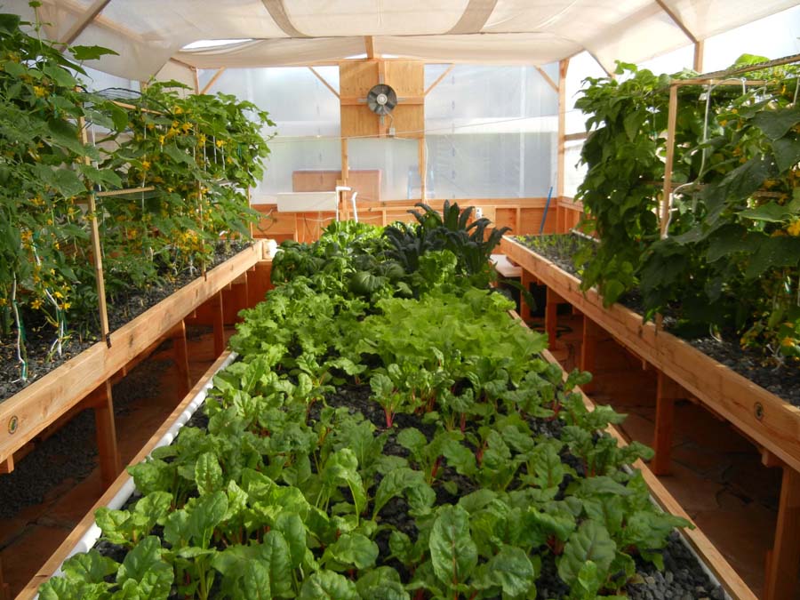 Sample of the Aquaponics Curriculum for the Aquaponics Course